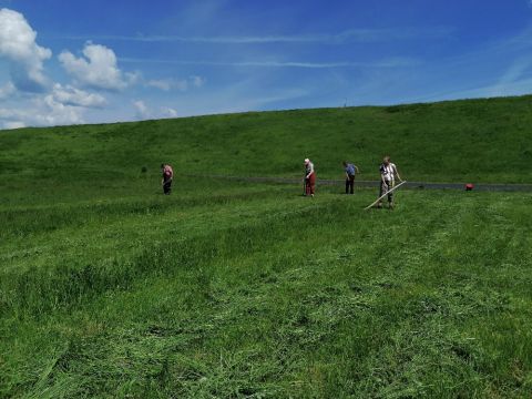 Sensenmähen auf der Halde Hoheward